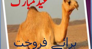 Buy the Camel Online