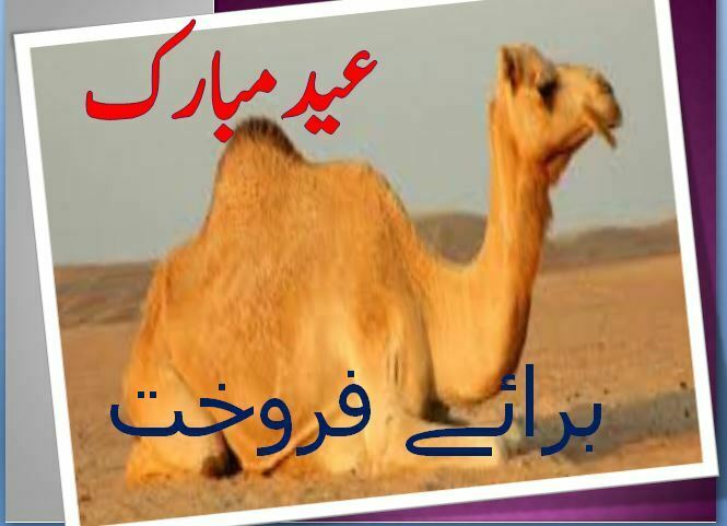 Buy the Camel Online
