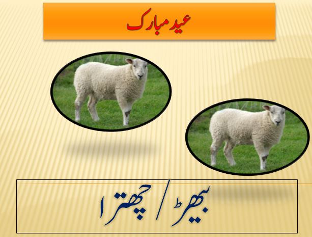 Sheep Online buy