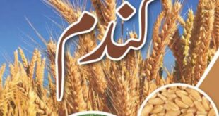 Wheat price in Pakistan 2022